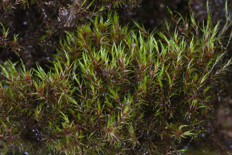 Blindia acuta
